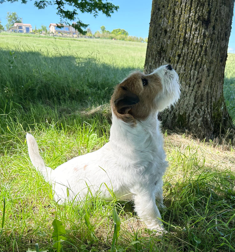 Collezione di abbigliamento e accessori unici per gli amanti dei cani jack russell